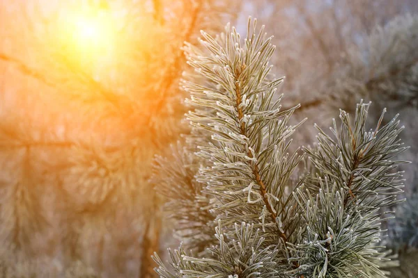 Uno Splendido Scenario Dalla Natura Durante Fredda Giornata Invernale Ramo — Foto Stock