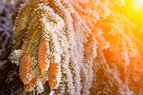 有松果及雪花的冷杉科 圣诞假期背景 — 图库照片