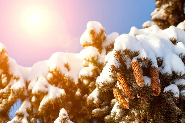 Ramo Abete Con Cono Pino Fiocchi Neve Natale Vacanze Sfondo — Foto Stock