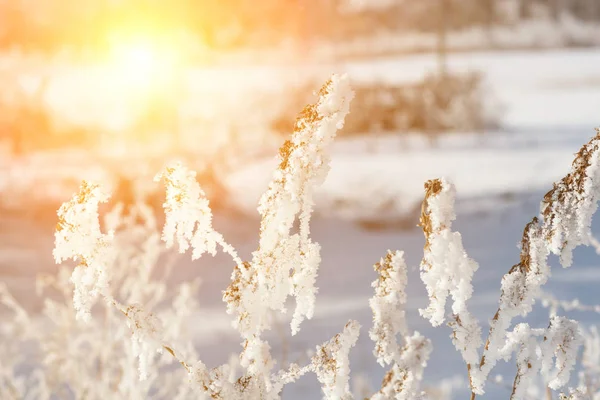 Beautiful Winter Landscape Forest Trees Sunrise Winterly Morning New Day — Stock Photo, Image