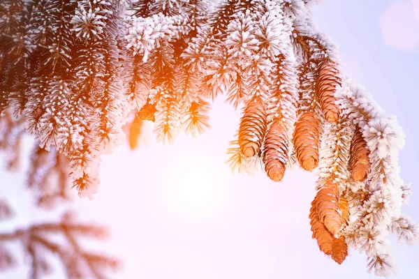 有松果及雪花的冷杉科 圣诞假期背景 — 图库照片
