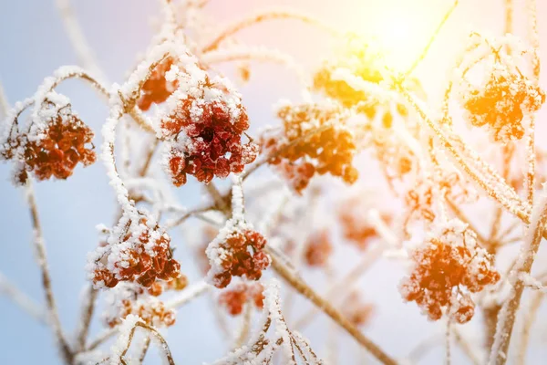 Kar Kar Arka Plan Üvez Alıç Altında Kırmızı Meyveler — Stok fotoğraf
