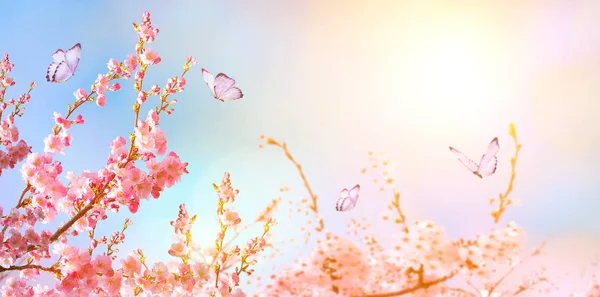 Belle Fleur Cerisier Sakura Printemps Sur Ciel Bleu — Photo