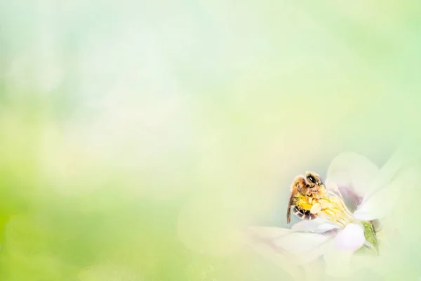 Vår Bakgrund Vackra Apple Blomma Med Bee Landskap — Stockfoto