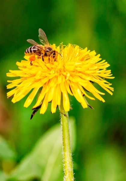 Бджола Жовтій Ромашковій Квітці — стокове фото