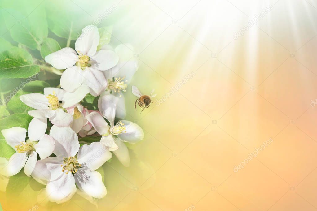 Bee with flower on green spring background.