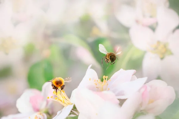 Bee flying, bee on the flower