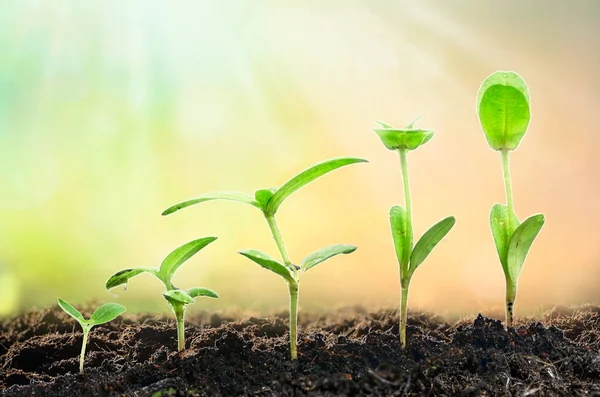 Tarım bitki tohum büyüyen adım kavramı Bahçe ve güneş ışığı
