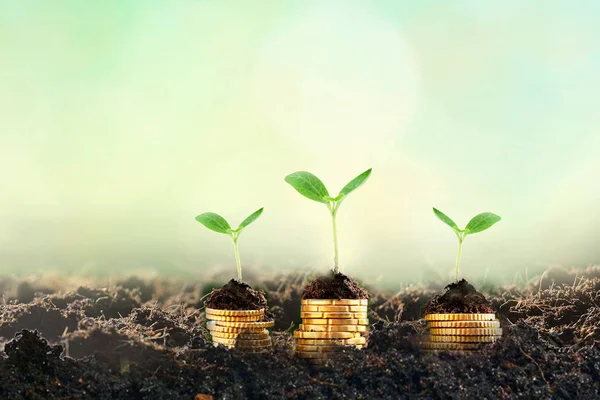 Growing Money - Plant On Coins - Finance And Investment Concept