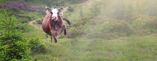 Mutlu Inek Koşu Yaz Dışında Istikrarlı Çayır Atlama — Stok fotoğraf