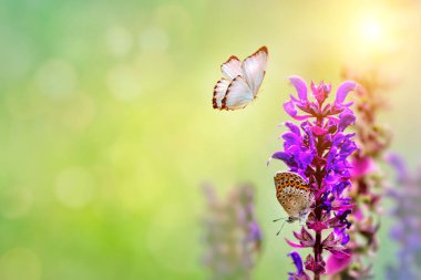 parlak güneşli çayır üzerinde oturan güzel mavi kelebek