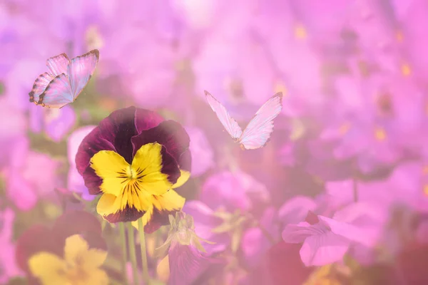 Fiori Fratelli Gli Occhi Viscidi Fioriscono Con Farfalla Sfondo Primavera — Foto Stock