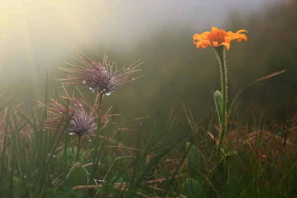 Капля Воды Семя Цветка Одуванчика Природе Глубокий Насыщенный Синий Закатный — стоковое фото