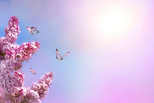 Sfondo Primavera Rosa Bellissimo Paesaggio Lilla — Foto Stock