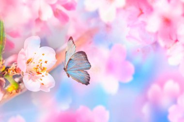 Beautiful blue butterfly and branch of blossoming cherry in spring at Sunrise on blue and pink background macro. Amazing elegant artistic image nature in spring, sakura flower and butterfly.