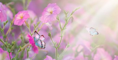 Bahar vahşi çayır yonca çiçek, mor ve altın renkleri, makro, yumuşak odak. Çiçekler güneşin kopya alanı ile kızdırma. Bahar doğa çiçek romantik sihirli sanatsal görüntü