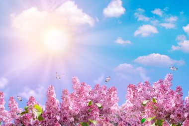 Çiçek açan leylağın bahar dalı