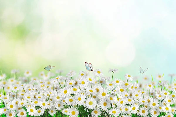 Chamomille Fleurs Champ Large Fond Dans Lumière Soleil Summer Daisies — Photo