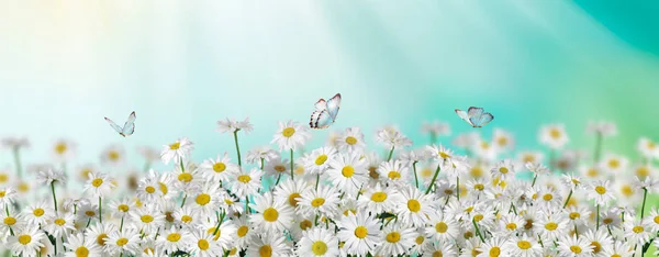 Chamomille Fleurs Champ Large Fond Dans Lumière Soleil Summer Daisies — Photo