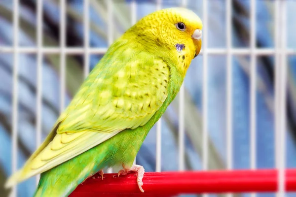 Perroquet Ondulé Vert Jaune Est Assis Dans Une Cage — Photo