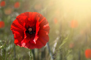 Poppy flower or papaver rhoeas poppy with the light clipart