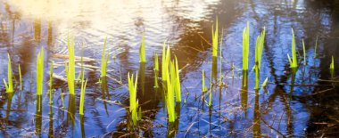 Nehir kıyısında doğa saflık çim