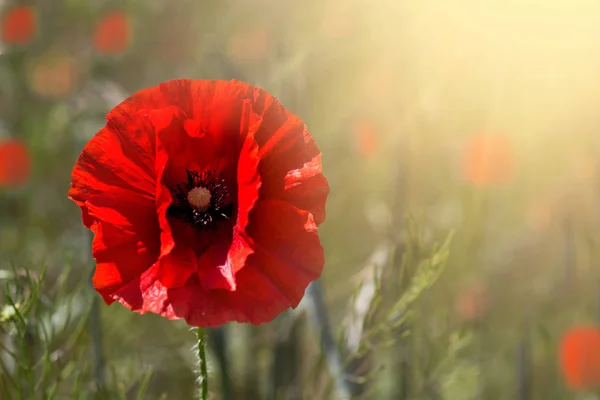 Gelincik çiçeği ya da papaver rhoeas gelinciği