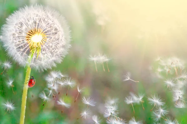 Zemin yazlık ve mavi gökyüzü karşı bahar doğa karahindiba yakın çekim sürü. Rüzgar darbeler uzak dandelions, tohumları yaz tatillerini niteliğine için şablon