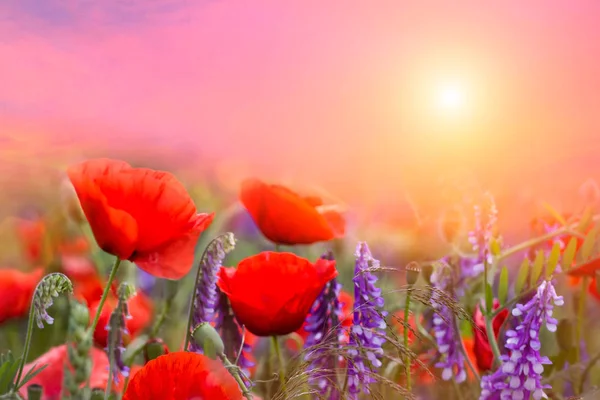 Maravilloso Paisaje Verano Con Flores Amapolas Azules Rojas Majestuosas Nubes — Foto de Stock