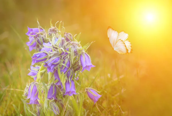 Prairie Sauvage Fleurs Bleues Papillon Sur Fond Soleil Matin — Photo