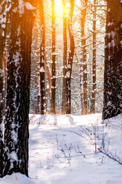 Paesaggio Con Foresta Invernale Raggi Sole Luminosi Alba Tramonto Nella — Foto Stock