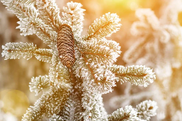 Soğuk Kış Günü Sırasında Doğadan Güzel Bir Sahne Bir Ağaç — Stok fotoğraf