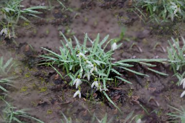 İlk kar erime kardelen çiçek suda bahar