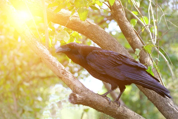 Gemensamma Korp Corvus Corax Sitter Ett Träd Soliga Dag — Stockfoto