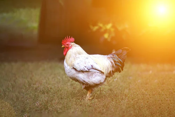 Beautiful Rooster White Rooster Morning — Stock Photo, Image