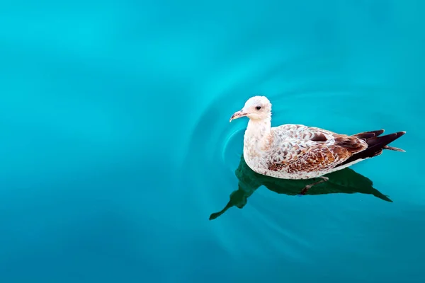 Goéland Bec Cerclé Oiseau Larus Delawarensis Nageant Dans Lac Bleu — Photo