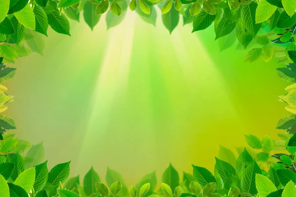 Зеленые Листья Границы Весеннем Летнем Фоне — стоковое фото