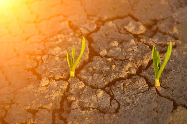 Planta Verde Solitária Crescendo Através Rachaduras Solo Natureza Lutando Contra — Fotografia de Stock