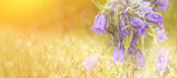 Поле Весенних Цветов Солнечного Света — стоковое фото