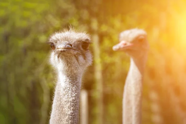 ostrich bird head and neck front portrait in the park