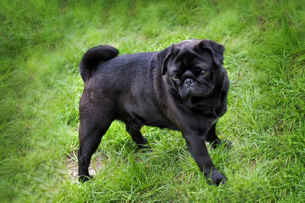 Black Pug Puppy Walking Grass Summer — Stock Photo, Image