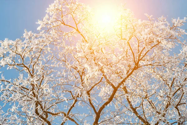 Tramonto Nel Bosco Tra Gli Alberi Ceppi Nel Periodo Invernale — Foto Stock