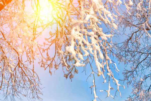 Tramonto Nel Bosco Tra Gli Alberi Ceppi Nel Periodo Invernale — Foto Stock