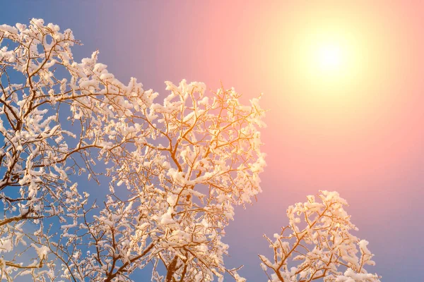 Tramonto Nel Bosco Tra Gli Alberi Ceppi Nel Periodo Invernale — Foto Stock