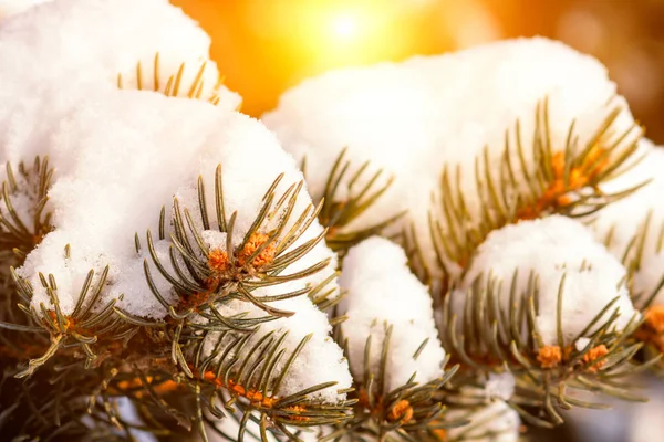 Gelido Paesaggio Invernale Nella Foresta Innevata Rami Pino Coperti Neve — Foto Stock