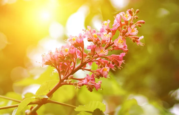 Kırmızı kestane ağacı çiçeği arka planda. Kestane çiçek açan ağaç