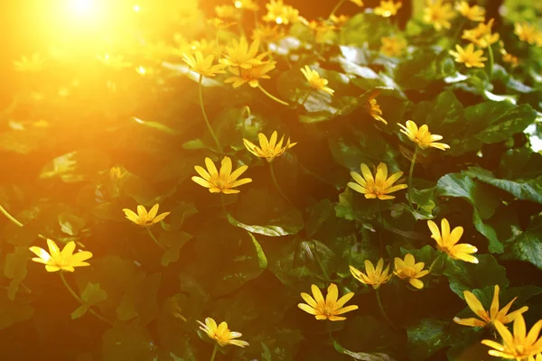 Feld Von Frühlingsblumen Und Sonnenlicht — Stockfoto