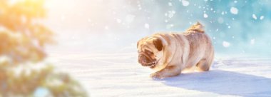 Derin karda çalıştıran active pug köpek. Kış Evcil hayvan kavramı görüntü ile yürüyor.