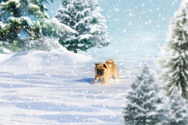 Pug köpek çalışır ve kış ormanda güneşli bir soğuk günde çalış