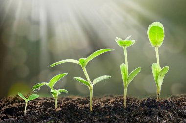 Şirket kalkınma stratejisi Genel Müdürden kavramı